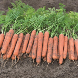 Marchew Mokum F1 100 tyś. nasion precyzja st